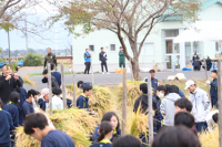 田んぼアート稲刈り④