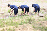 田植え３